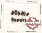 Scientific lot no. 149 Nitidulidae (12 pcs)