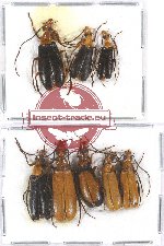 Scientific lot no. 58 Meloidae (8 pcs A-, A2)
