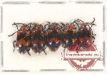 Scientific lot no. 383 Chrysomelidae (5 pcs)