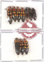 Scientific lot no. 111 Elateridae (10 pcs - 3 pcs A2)