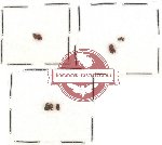 Scientific lot no. 156 Scolytidae (9 pcs)