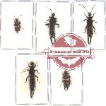 Scientific lot no. 121 Dermaptera (5 pcs A, A-, A2)
