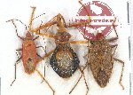 Scientific lot no. 893 Heteroptera (3 pcs A2)