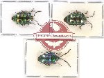 Scientific lot no. 892 Heteroptera (3 pcs)