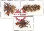 Scientific lot no. 891 Heteroptera (8 pcs)