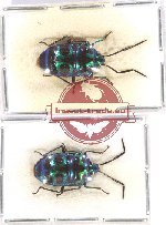 Scientific lot no. 894 Heteroptera (2 pcs)