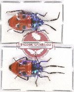 Scientific lot no. 883 Heteroptera (2 pcs - 1 pc A-)