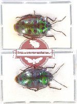 Scientific lot no. 896 Heteroptera (2 pcs)