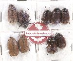 Scientific lot no. 137 Melolonthinae (9 pcs)