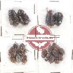 Scientific lot no. 140 Melolonthinae (18 pcs)