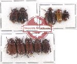 Scientific lot no. 136 Melolonthinae (10 pcs)