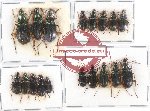 Scientific lot no. 488 Carabidae (18 pcs)