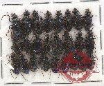 Scientific lot no. 368 Carabidae (25 pcs)