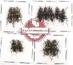 Scientific lot no. 470 Carabidae (11 pcs)