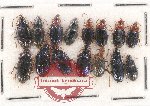 Scientific lot no. 495 Carabidae (15 pcs)