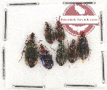 Scientific lot no. 482 Carabidae (7 pcs A-, A2)