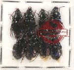 Scientific lot no. 481 Carabidae (8 pcs)