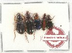 Scientific lot no. 489 Carabidae (5 pcs A-)