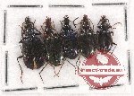 Scientific lot no. 476 Carabidae (5 pcs)