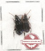 Scientific lot no. 493 Carabidae (2 pcs)