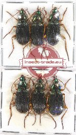 Scientific lot no. 484 Carabidae (6 pcs)