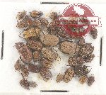 Scientific lot no. 62 Hopliinae (36 pcs)