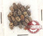 Scientific lot no. 63 Hopliinae (22 pcs)