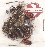 Scientific lot no. 61 Hopliinae (15 pcs)