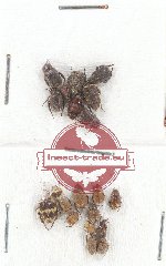 Scientific lot no. 59 Hopliinae (19 pcs)