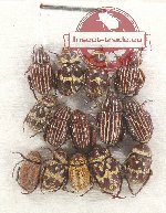 Scientific lot no. 60 Hopliinae (14 pcs)