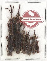 Scientific lot no. 75 Brenthidae (6 pcs)