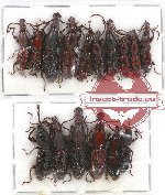 Scientific lot no. 70 Brenthidae (16 pcs)