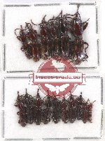 Scientific lot no. 72 Brenthidae (16 pcs)