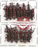 Scientific lot no. 73 Brenthidae (14 pcs)