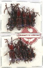 Scientific lot no. 69 Brenthidae (10 pcs)