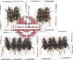 Scientific lot no. 469 Carabidae (14 pcs)
