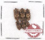 Scientific lot no. 23 Ostomidae (6 pcs)
