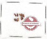 Scientific lot no. 140 Scolytidae (10 pcs)