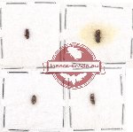 Scientific lot no. 143 Scolytidae (4 pcs)