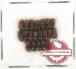 Scientific lot no. 146 Scolytidae (20 pcs)