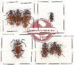 Scientific lot no. 55BB Tenebrionidae (8 pcs)