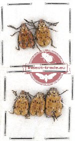 Scientific lot no. 374 Chrysomelidae (5 pcs)