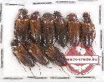 Cebrionidae Scientific lot no. 5 (9 pcs)