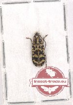 Dascilidae sp. 1 (A2)