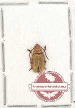 Dascilidae Scientific lot no. 8 (1 pc)