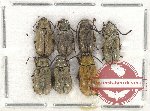 Dascilidae Scientific lot no. 5 (7 pcs)