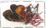 Scientific lot no. 1 Fulgoridae (1 pc)