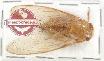 Scientific lot no. 16 Cicadidae (1 pc)