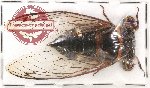 Scientific lot no. 15 Cicadidae (1 pc)