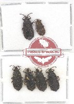 Scientific lot no. 865 Heteroptera (6 pcs)